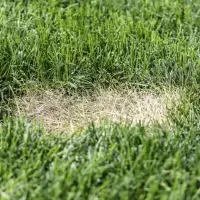 lawn disease